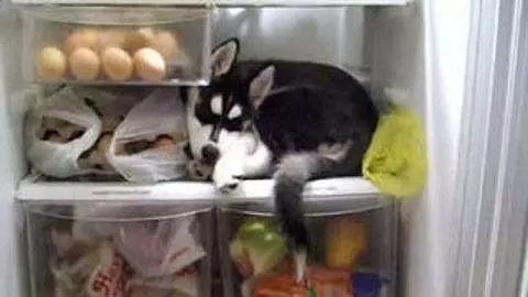 因为天气太热，打开冰箱狗子就往里凑！一定不