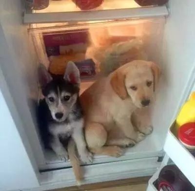 因为天气太热，打开冰箱狗子就往里凑！一定不