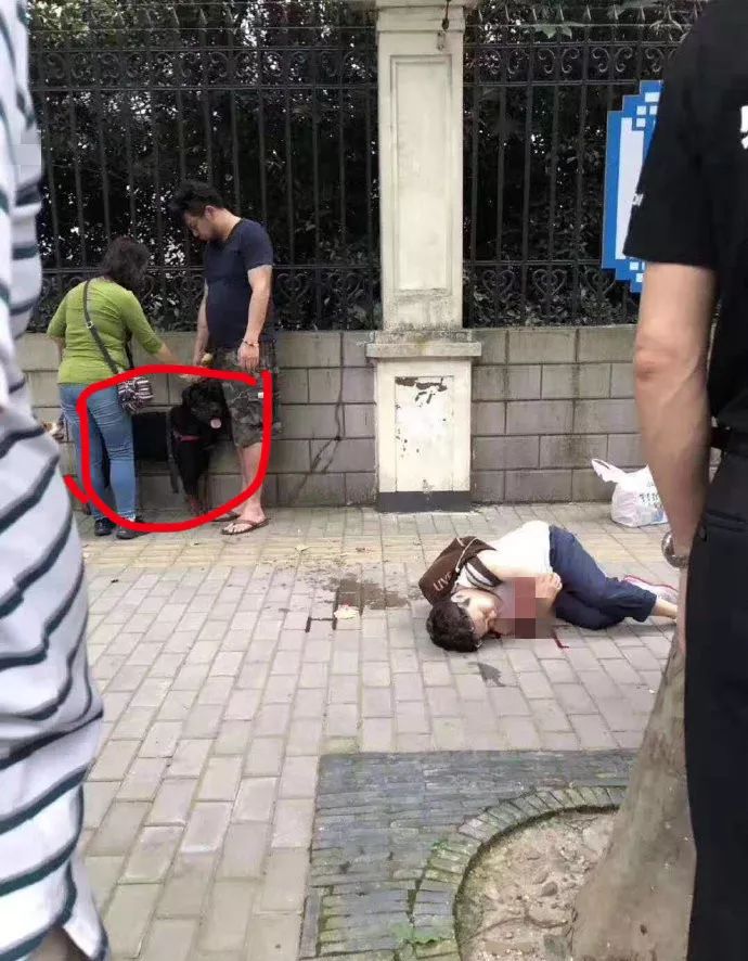 可怕！一日籍女子在上海街头遭大型犬撕咬，而受伤女子：这不是狗的问题...