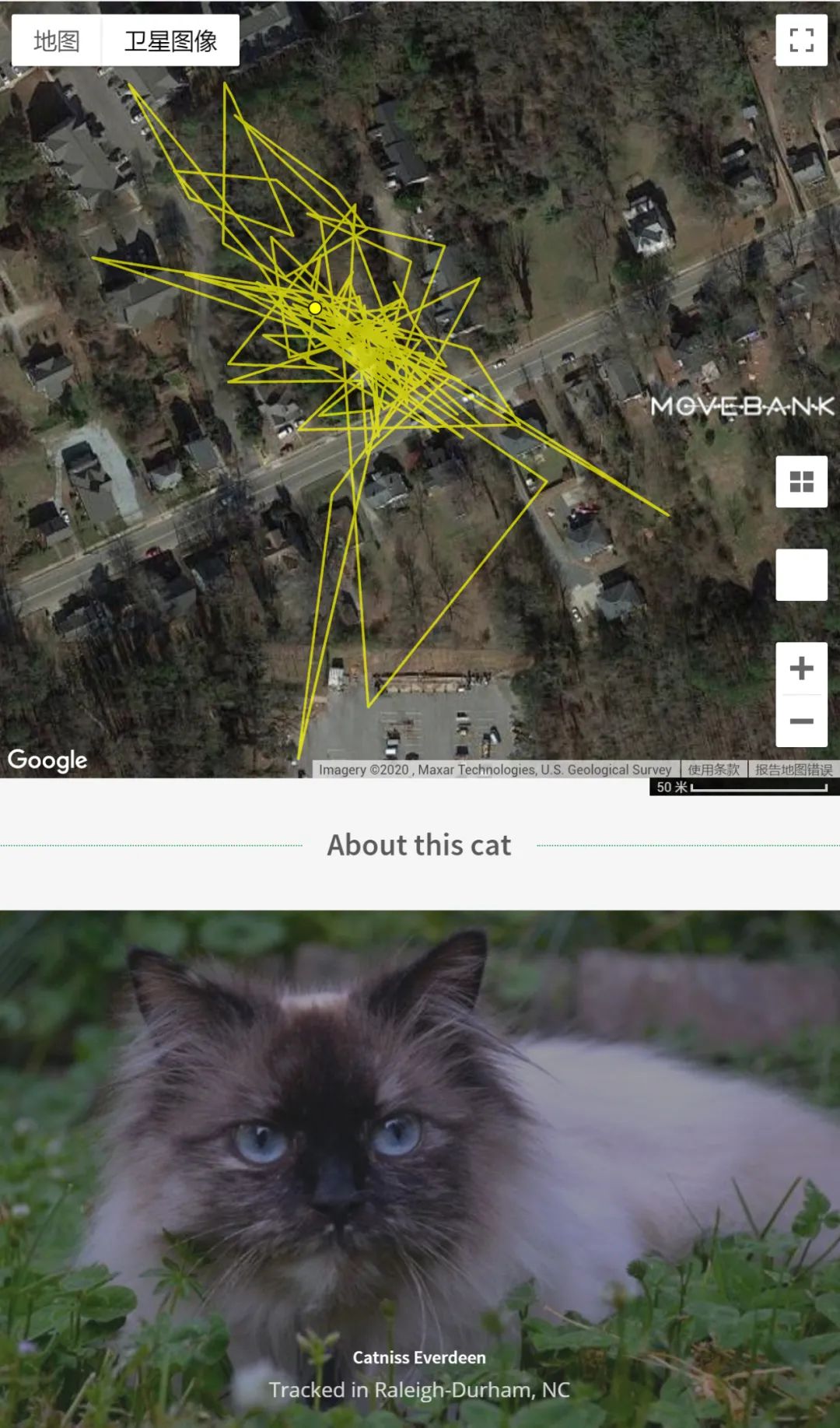 追踪1000只家猫的神秘游荡