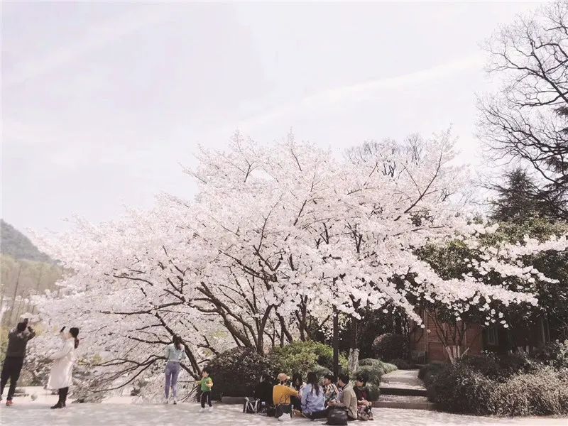 最美樱花季到了！杭州最新樱花观赏点推荐，看看离你最近的是哪个