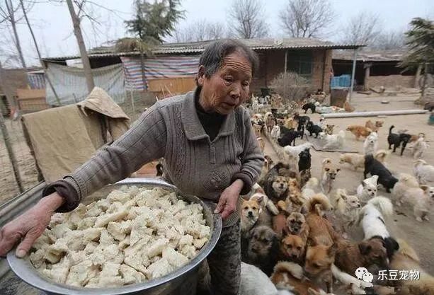有人同情，有人嘲笑，老奶奶依然雷打不动每天喂几百只流浪狗！