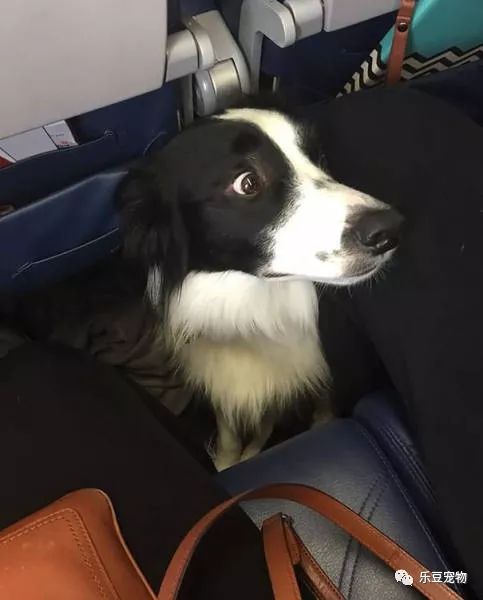 飞机上乖乖的“乘客”狗狗