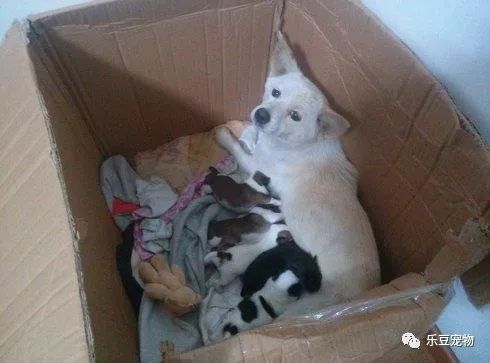 保安收养了一窝嗷嗷待哺的小奶狗，最后几十个大妈带了母狗过来！
