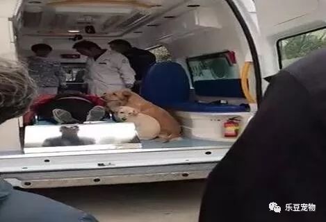 主人被抬到救护车，几只狗狗赶紧跑上去，撵都撵不走！