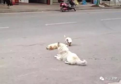 两只流浪狗保护同伴用肉身挡车，路人下车查看后被感动了！泪崩！