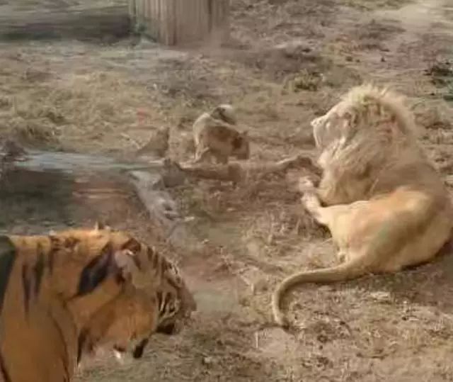 老虎想欺负土狗，雄狮挡在了前面：它是我兄弟！