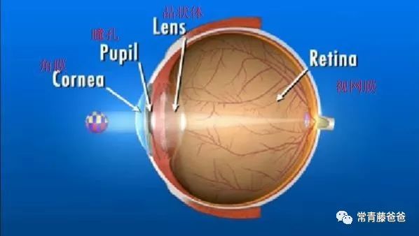 眼保健操真的能保护视力，预防近视吗？