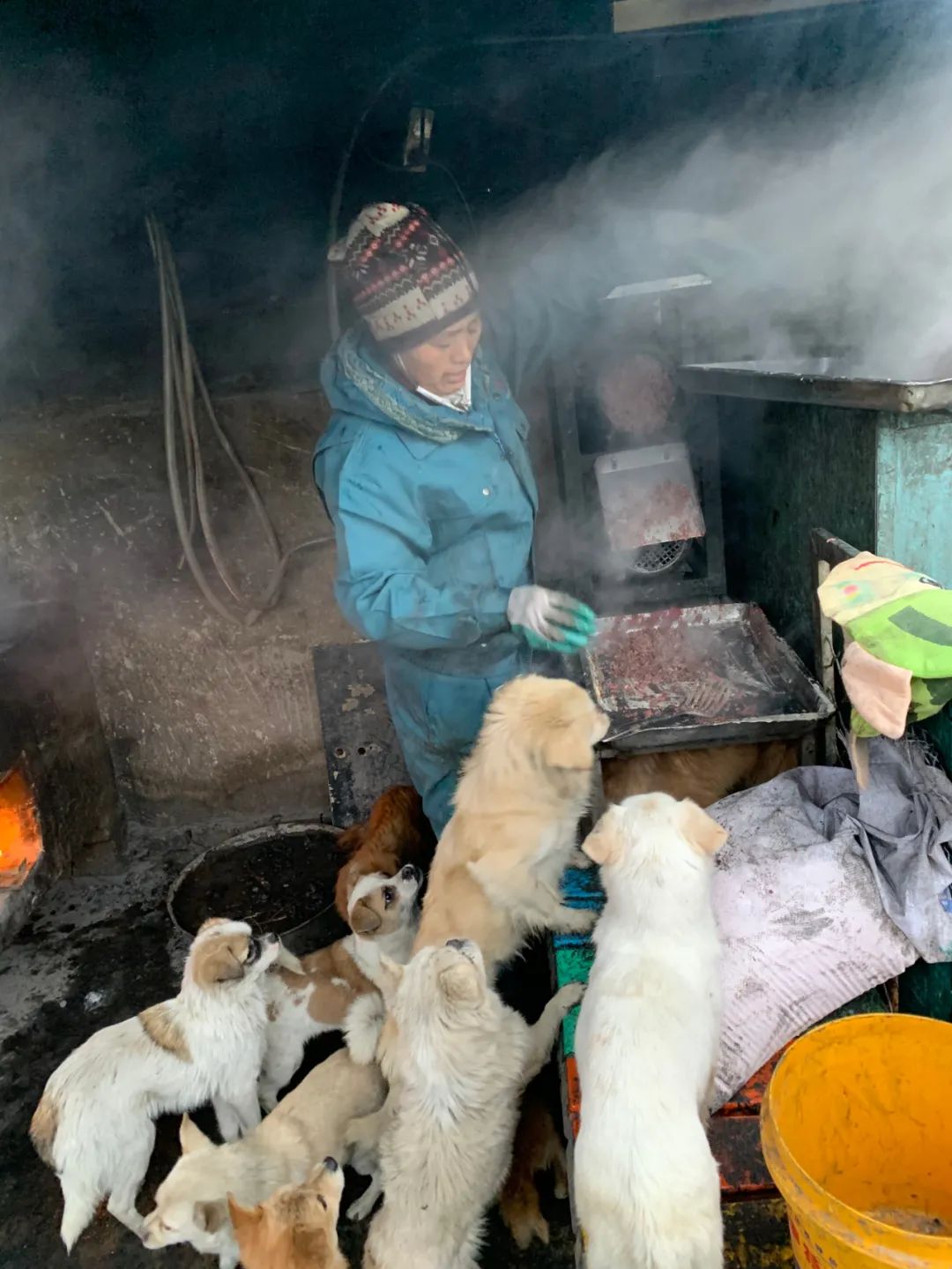 请帮帮它们吧！-20℃寒冬，大西北600多只流浪狗陷入饥荒，急需粮食过冬！