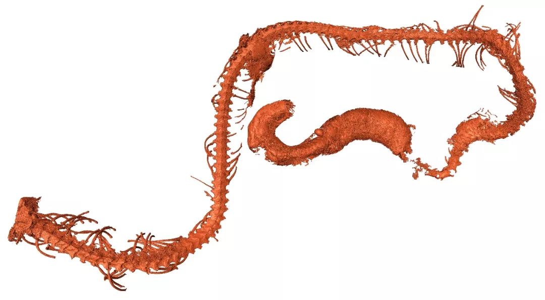 亿年前初生蛇宝宝加入“琥珀动物园”！科学家首次在琥珀中发现蛇 | 科学加
