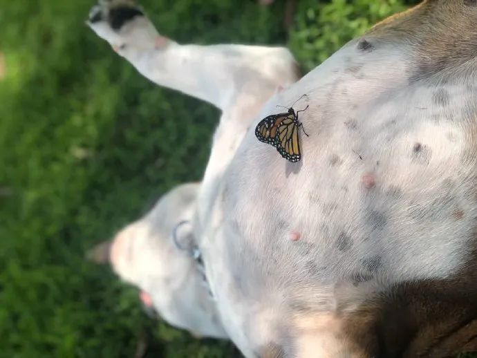 养了一只爱招蜂引蝶的狗是什么体验？