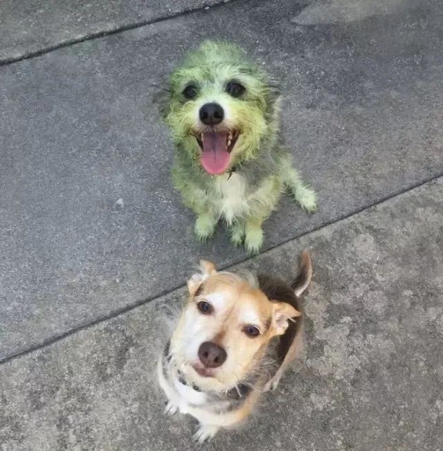“你好，我叫绿毛！”