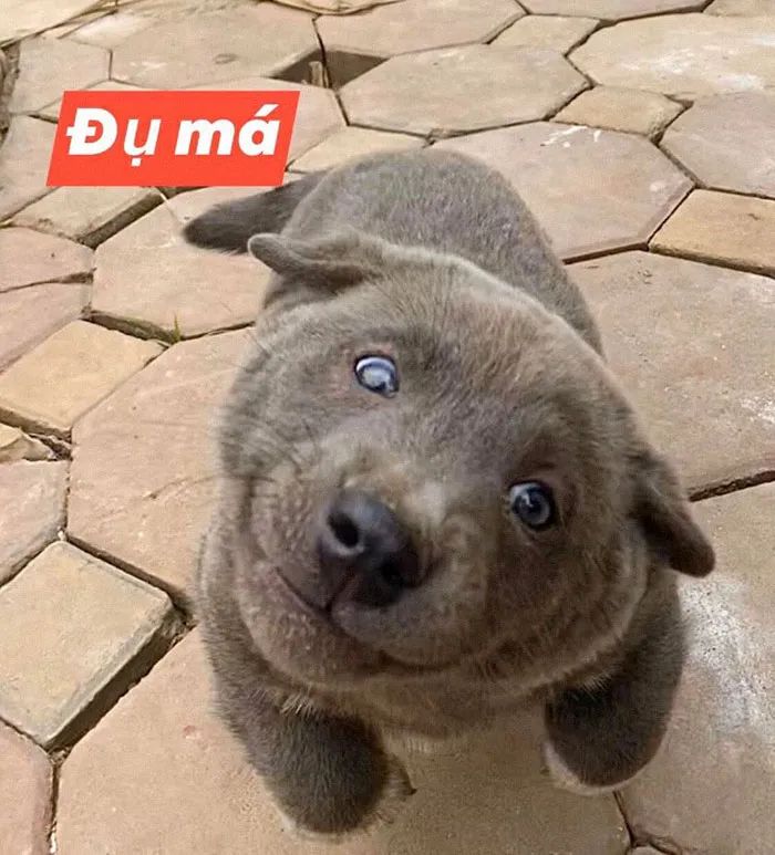 据说是蓝猫和二哈的混血宝宝...这只越南小狗凭表情包火遍全网！