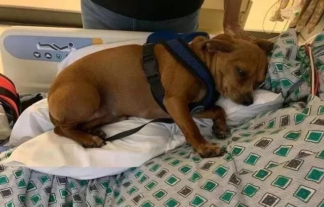 狗狗去医院探望主人，却哭着不肯离开，它知道这是最后一面...