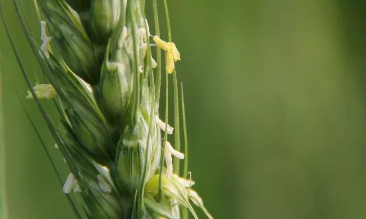 小麦高产有木有，就看扬花灌浆期管理
