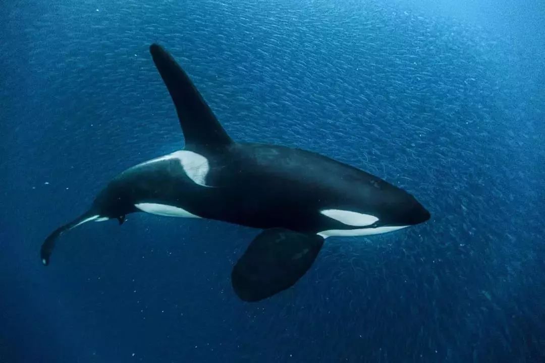 大潜世界 | 与鲸共舞 开启奇幻之旅
