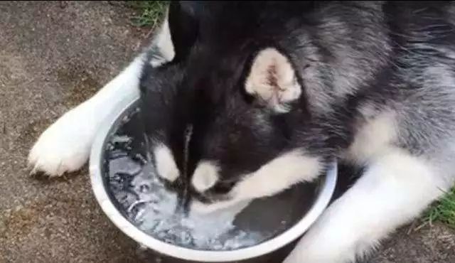 99.5%的养狗人绝对不知道，狗狗喝水竟然会中毒！