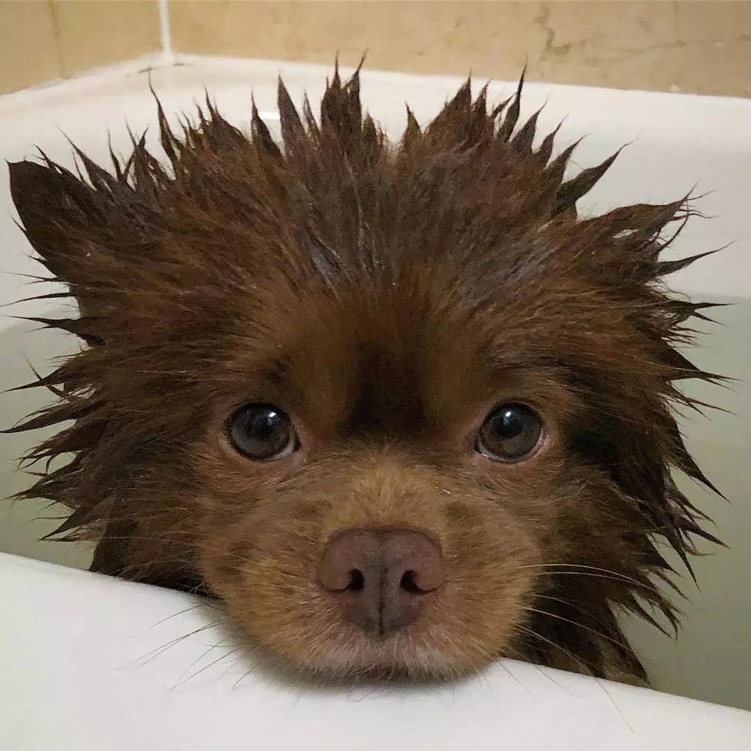 “帕丁顿熊”洗澡画面曝光，被网红汪的真面目给吓到了...