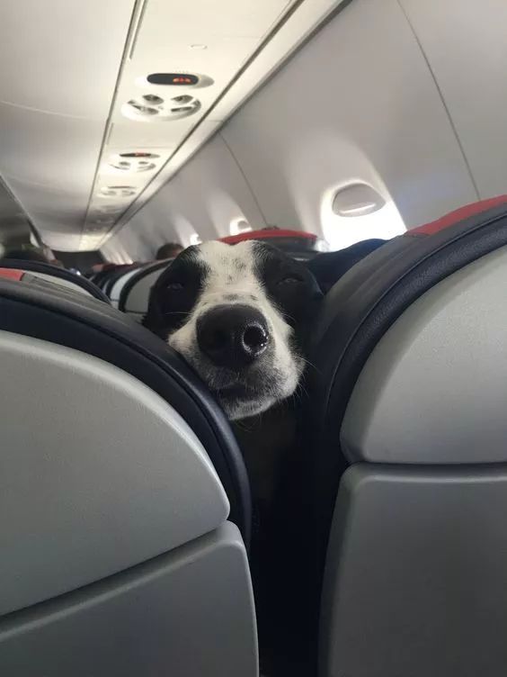 坐飞机正无聊着…旁边突然伸过来一个狗头！