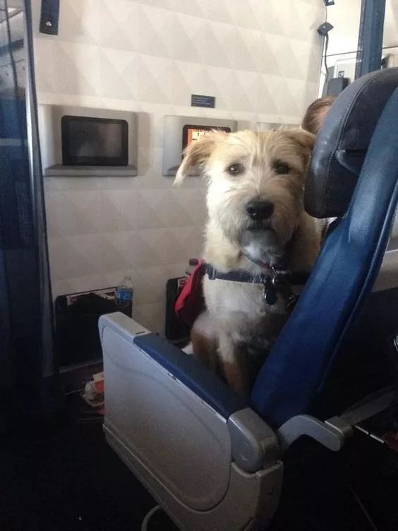 坐飞机正无聊着…旁边突然伸过来一个狗头！