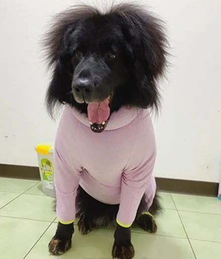 主人拿了件粉色保暖衣给狗子穿上，它直接炸毛了：像极了​睡醒时的我！