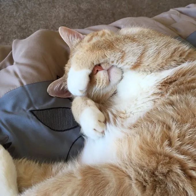 用爪子遮住脸睡觉的可爱猫咪们