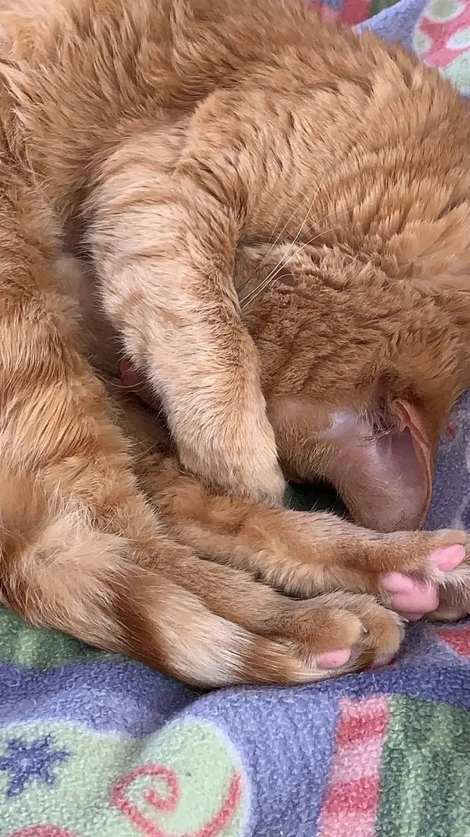 用爪子遮住脸睡觉的可爱猫咪们