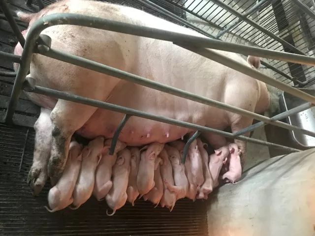 走进陕西江鱼牧业，学习初产母猪平均产仔超过12头的秘籍！