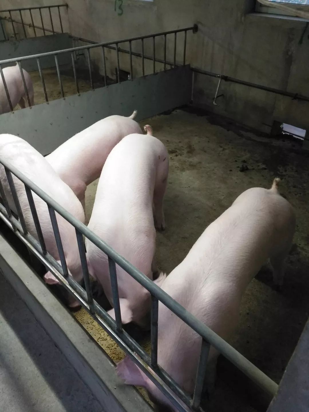 走进陕西江鱼牧业，学习初产母猪平均产仔超过12头的秘籍！