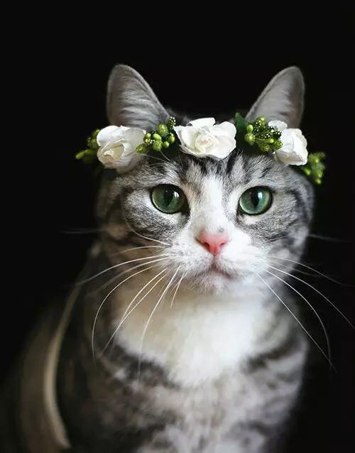 猫咪配上花太美了，等等最后这只有点可爱！！