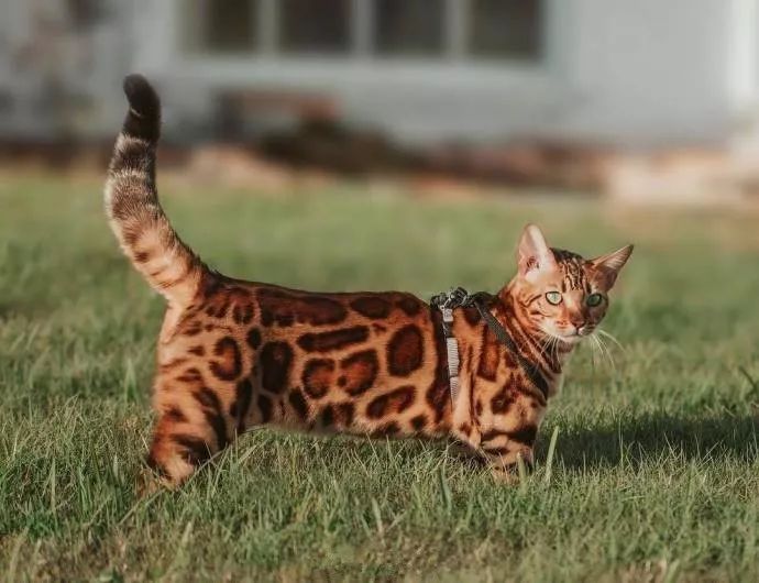 网友家的孟加拉豹猫，可以说很羡慕了~