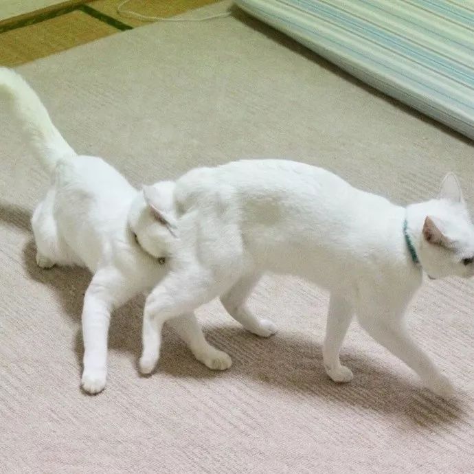 两只天天互怼的白猫，造就了一堆表情包