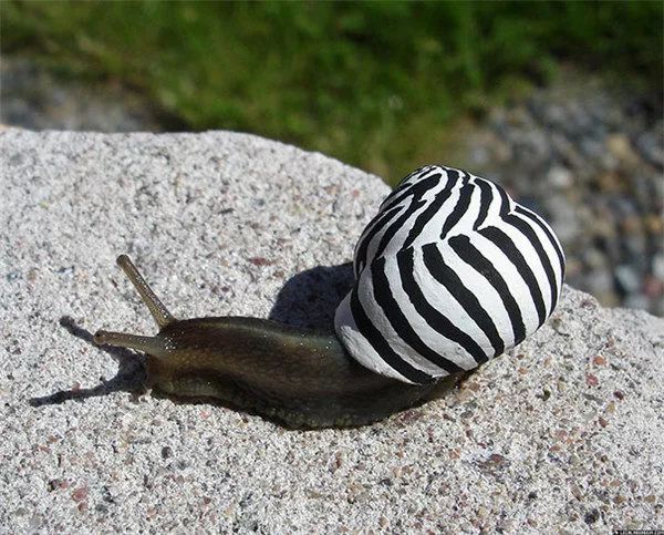 心理测试：选择一只很努力的蜗牛，测什么情况下你的梦想会改变