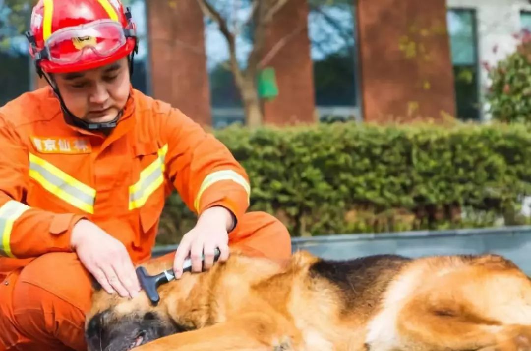 汶川地震救下15条人命的狗狗去世！网友写下3800条评论，第一条就看哭了…