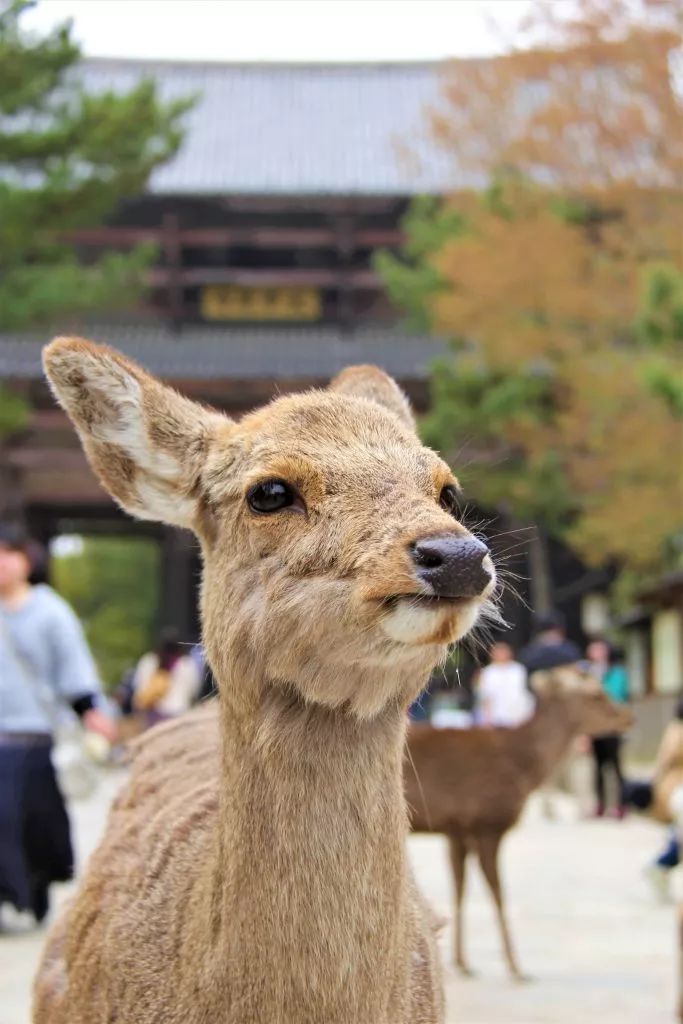 奈良50多头小鹿集体出走，当地人表示“长这么大头一回见…”
