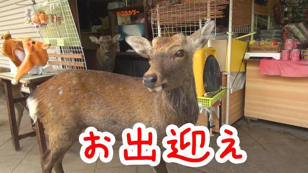 奈良50多头小鹿集体出走，当地人表示“长这么大头一回见…”