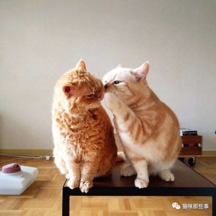 两只猫说悄悄话，咦，你们在说什么呀？