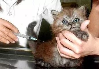 家养的猫咪不需要打疫苗？大错特错！