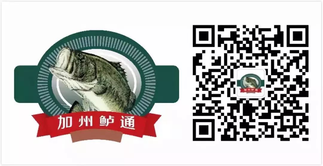 江苏、广东加州鲈价齐跌0.5元/斤，大规格鱼紧俏，养户卖鱼陷两难 | 加州鲈行情周报(7)