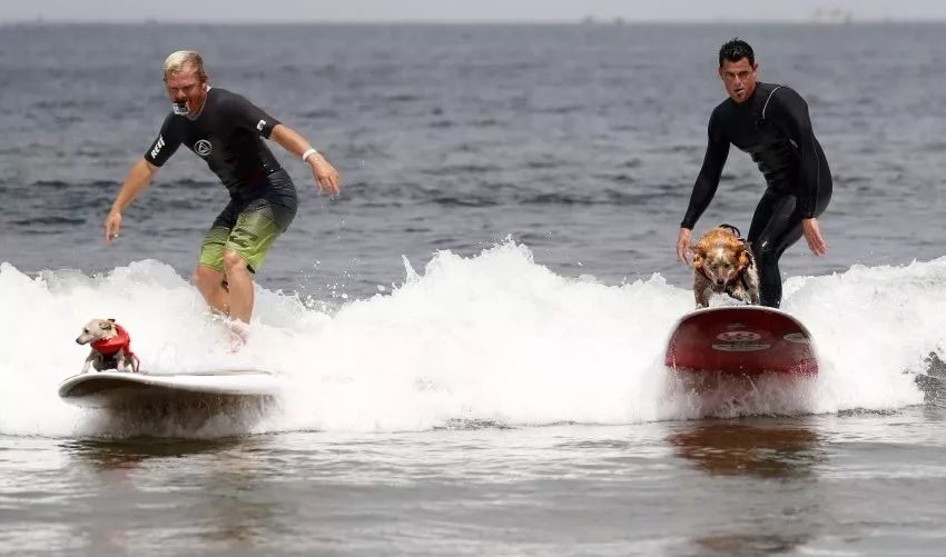 飞盘犬世界杯？狗狗冲浪大赛？多的是你不知道的赛事！