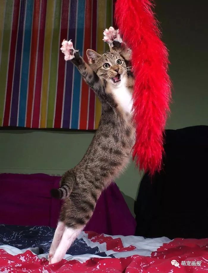 我就是爱跳舞的猫咪，别让我停下来！