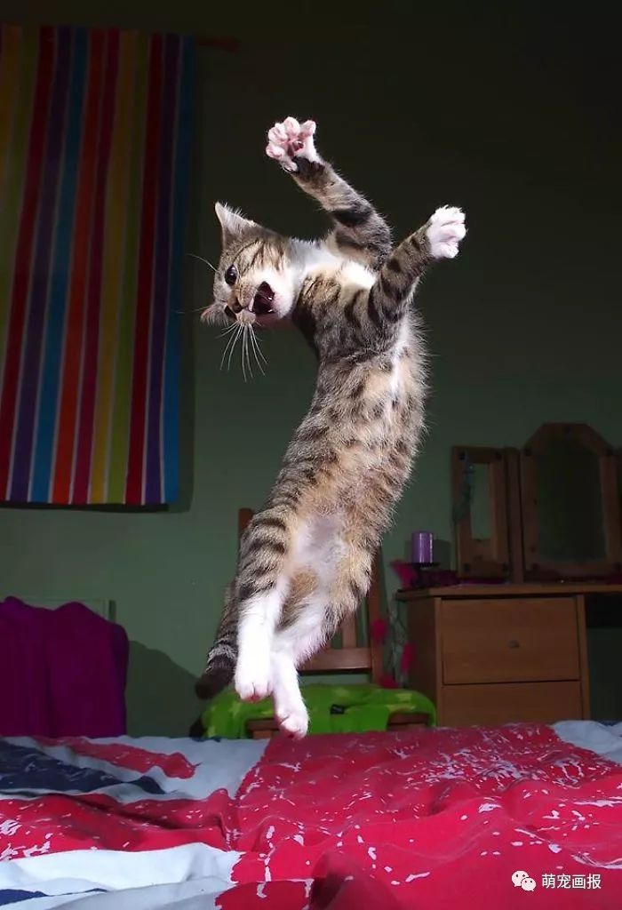 我就是爱跳舞的猫咪，别让我停下来！