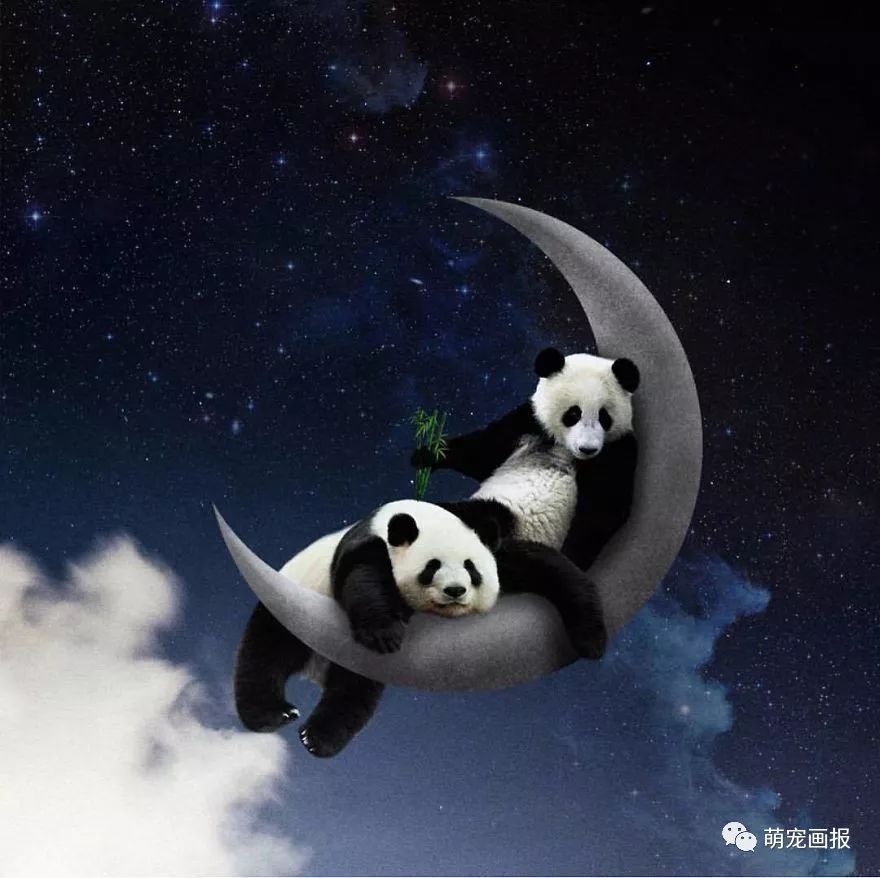 熊猫、老虎等动物主题的超现实画作，真美啊