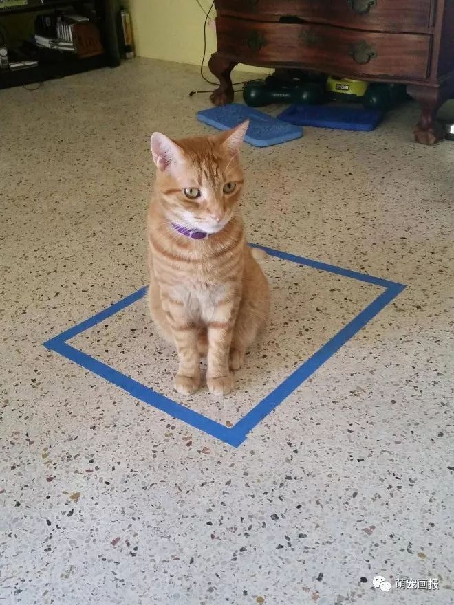 如何抓住一只猫？给它在地上画个圈圈就行