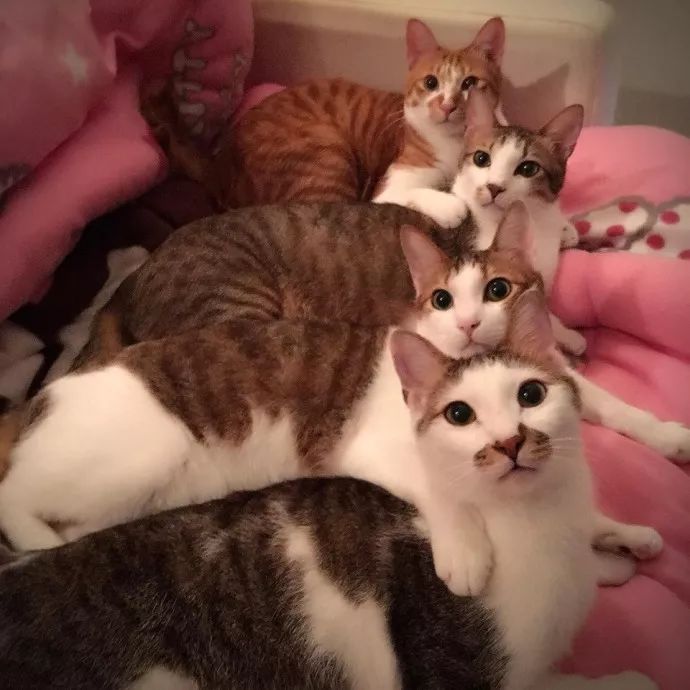 网友养了一群结结实实肥肥美美的猫，每次拍照