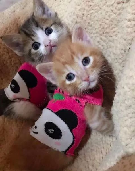 网友家里的两只小奶猫，被萌的不要不要的！