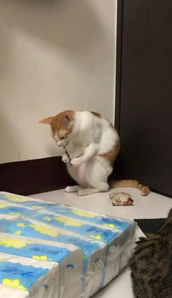 网友捡了一只小橘白猫回来，刚开始的时候萌萌