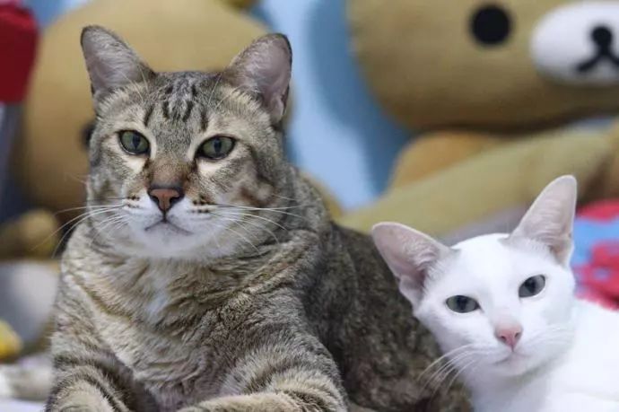 网友说，家里这两个只猫是他强组的CP，可是体型