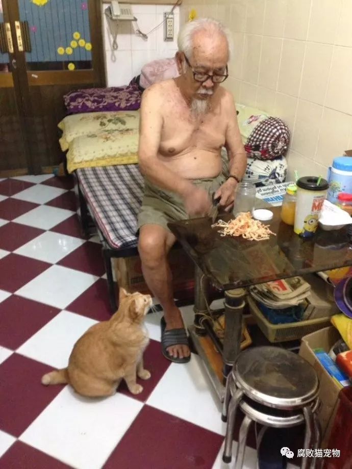网友分享他家老爷爷和大肥橘的日常