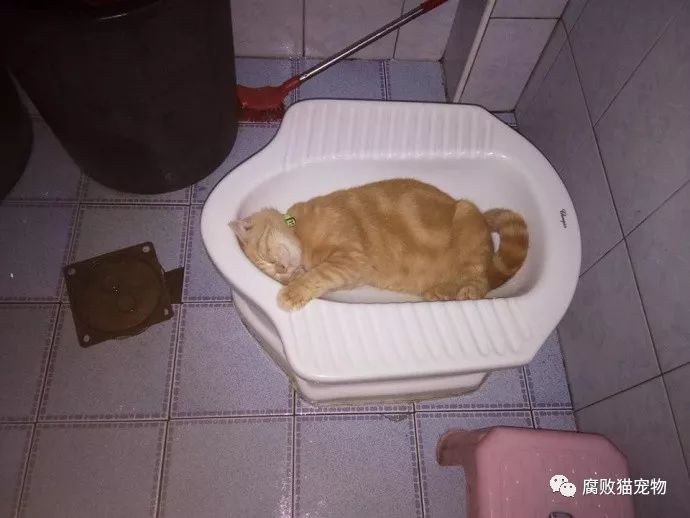 网友家的橘猫有一天看到厕所后，发现了新大陆